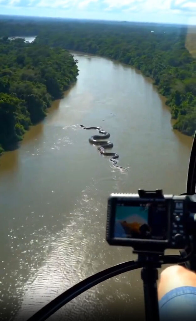 Giant Anaconda Swimming in Amazon River Filmed From Helicopter (Гигантская анаконда плывёт по реке в джунглях Амазонии, съёмка с вертолёта)